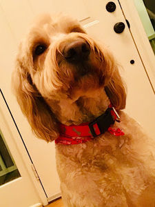 Meet your Posher, Alison yates